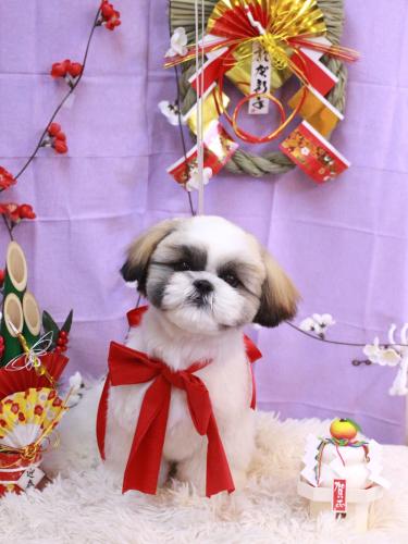 20230106みたらしちゃん